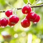 Sorvete de Cerejinha