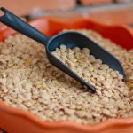 Jardineira com lentilhas