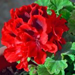 Jardineira portuguesa