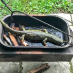 Lagarto assado na panela de pressão