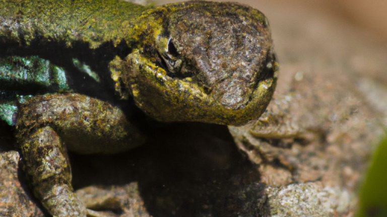Lagarto recheado