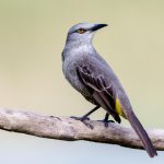 Lula à dorê fácil