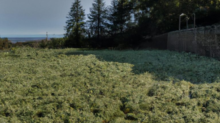 Receita de Caldo Verde Simples