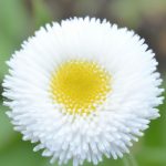 Scotch Daisy