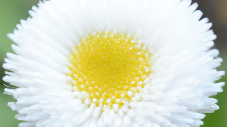 Receita de Scotch Daisy