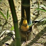 Broto de Bambu Refogado