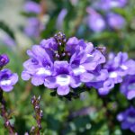 Jardineira Portuguesa