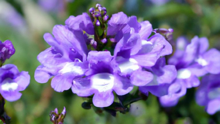 Jardineira Portuguesa