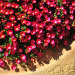 Jardineira Portuguesa