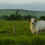Lombo Bovino De Natal