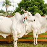 Lombo Bovino De Natal