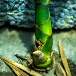 Broto de Bambu Refogado